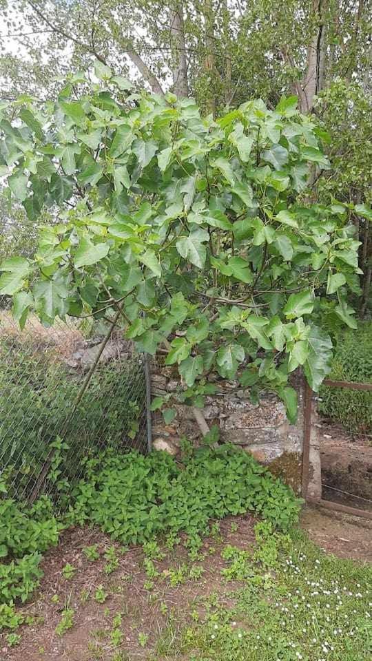 Casa Do Hiebra Alojamiento Rural Ribeira Sacra Castroncelos Zewnętrze zdjęcie